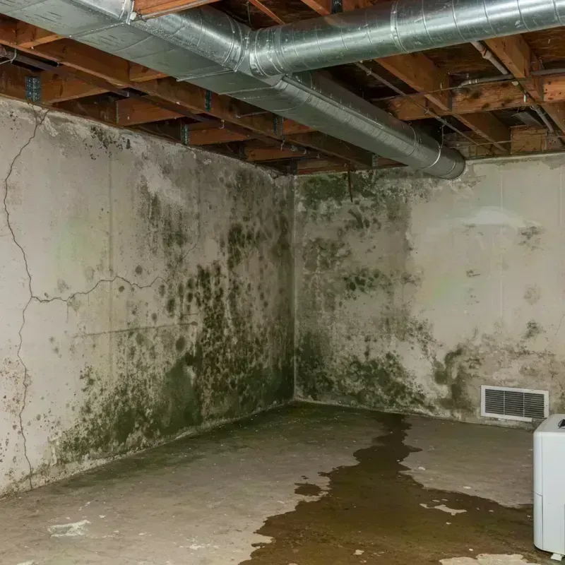 Professional Mold Removal in Caledonia, MN